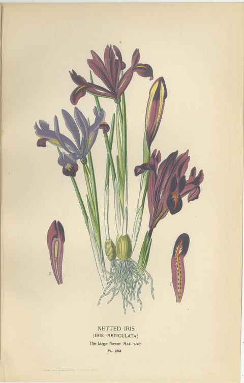 Antique Botanical Prints of Tillandsia and Irises, Set of Three, 1897, view 3