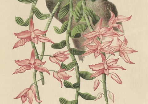 Orchid Elegance: Huge Exquisite Chromolithograph of the Dutch Colonial Era, 1854, close-up 3