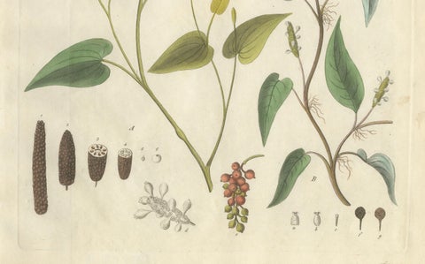 Antique Long & Cubeb Pepper Botanical Print, Piper Species, c.1831, close-up 3