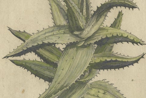 Caulescent African Aloe from Caspar Commelin’s "Praeludia Botanica", 1703, close-up 2