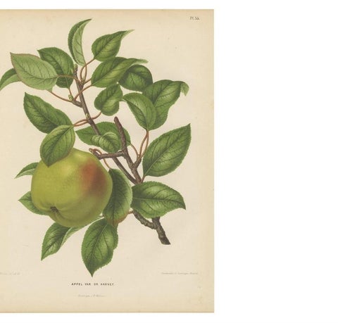 Antique Print of the Harvey Apple by G. Severeyns, 1876, view 3