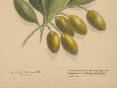New Zealand Botanical Fruit Studies, Set of Three Lithographs, 1890, close-up 1