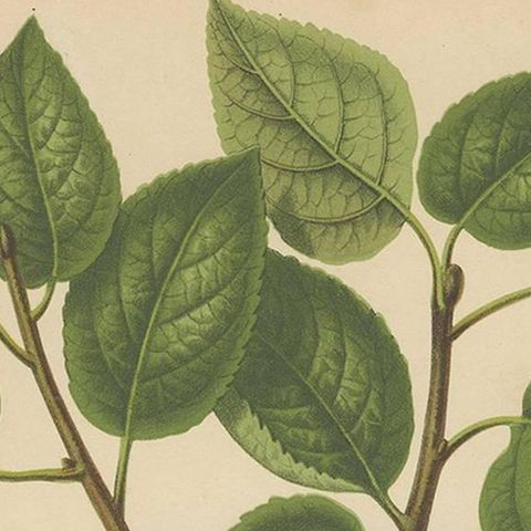 Antique Print of a Cellini Apple by G. Severeyns, 1876, close-up 1