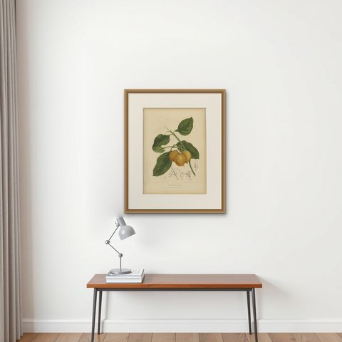 Original Antique Botanical Chromolithograph of False Mangosteen, c.1880, shown framed on a wall, true to size