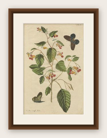 Exotic Wildflower with Butterflies, Rare Botanical Engraving by Meerburgh, 1775, shown framed