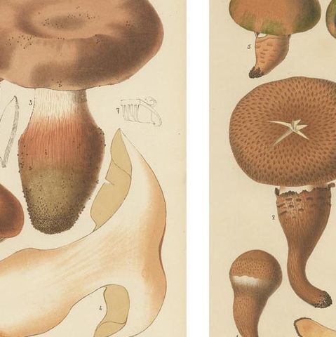 Set of 8 Antique Mycology Prints of Various Fungi by Barla, circa 1890, close-up 1