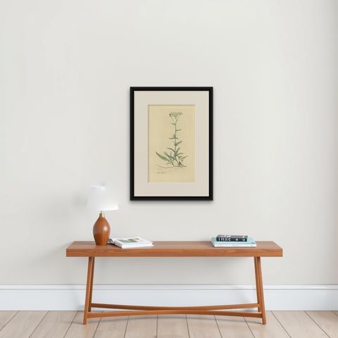 Antique Botany Print of Achillea Millefolium by Curtis 'circa 1817', shown framed on a wall, true to size