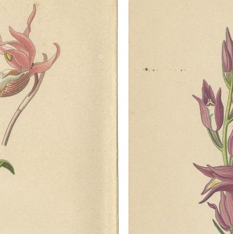 Historic Orchids: A 1904 Catalogue Illustration, close-up 1