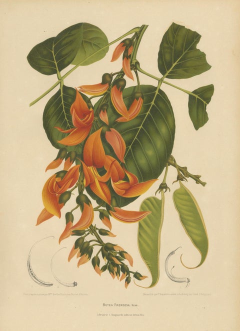 Original Antique Flame of the Forest Botanical Chromolithograph, ca.1880, close-up 1