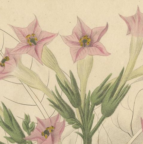 Antique Tobacco Botanical Print, Nicotiana Tabacum, c.1831, close-up 5