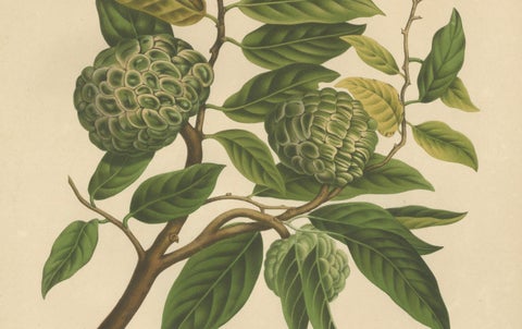Antique Sugar Apple Botanical Chromolithograph by Hoola van Nooten, c. 1880, close-up 2