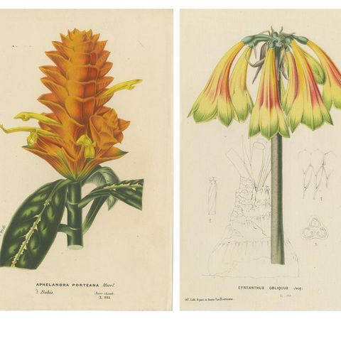 Vibrant Botanical Portraits: Exquisite Plant Illustrations from the 19th Century, close-up 1