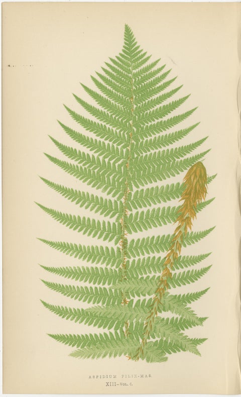 Antique Hand-Colored Fern Prints, Aspidium Filix-Mas Series, Botanical Art 1868, view 2