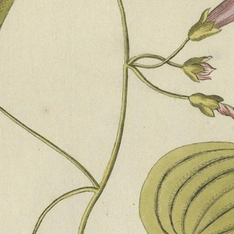 Convolvulus Batatas Botanical Engraving, Icones Plantarum Medicinalium, 1788, close-up 6