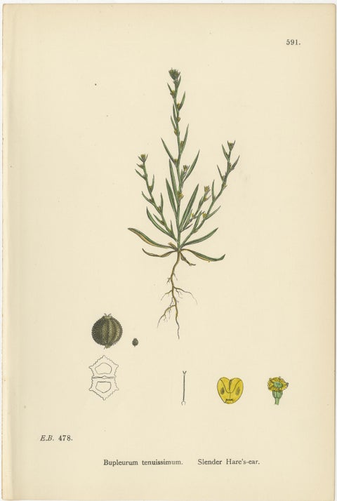 Antique English Botanical Interior Prints, Hare’s-ear & Water Dropwort, 1902, view 7