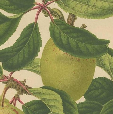 Antique Print of the Goldendrop Plum by G. Severeyns, 1876, close-up 2