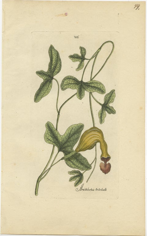 Set of 5 Antique Botany Prints, Aristolochia Species, view 6