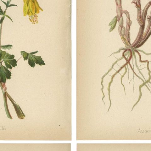 Native US Flora, Four Original Botanical Chromolithograps, 1879, close-up 2