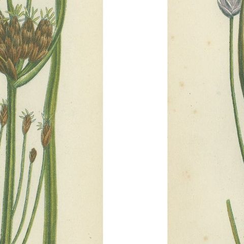 Common Wall Spleenwort Ferns, Victorian Botanical Prints, 1873 Pair, close-up 2