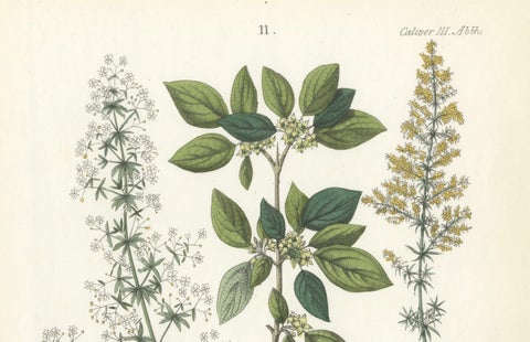 Hand-Colored Botanical Lithograph of Madder, Buckthorn, Cleavers, 1854, close-up 3