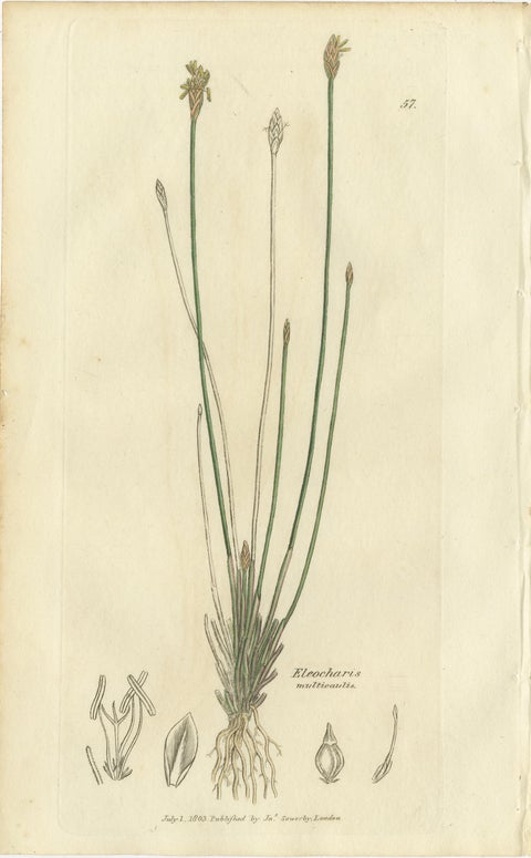 Set of 8 Antique Botanical Engravings of Spike-Rush and Bulrush Species, c.1830, view 2