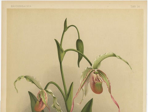 Antique Botanical Print, Exotic Orchid Selenipedium Hybridum Grande, c.1888, close-up 2