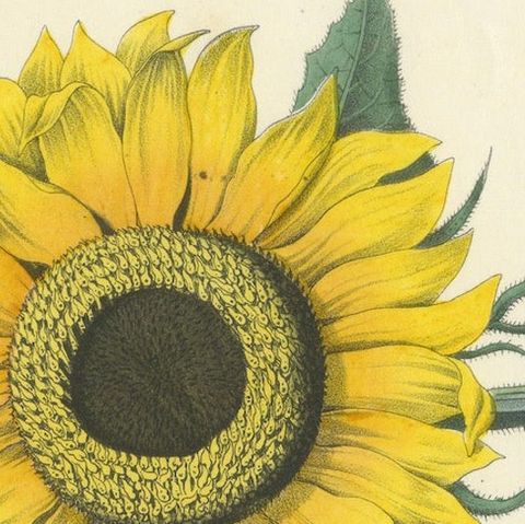 Hand-Colored Botanical Lithograph of Sunflower & Linden Tree, 1854, close-up 4