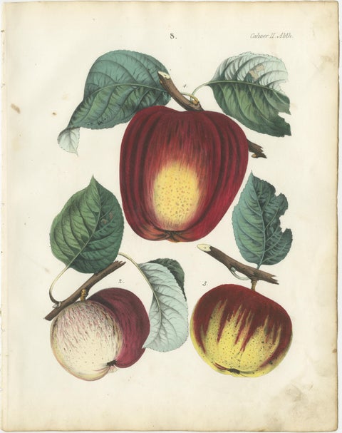 Antique Fruit Chromolithographs, Apples & Plums, Set of Six, Calwer 1854, view 2