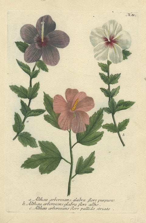 Antique Botanical Engraving of Tree Mallow Flowers, Weinmann, 1737, close-up 4