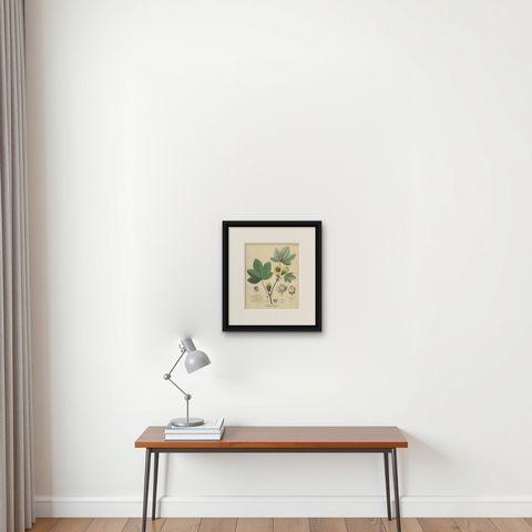 Antique Cotton Botanical Print, Gossypium Herbaceum, c.1831, shown framed on a wall, true to size