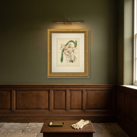 Vanda Suaveolens Orchid in a Pot, Chromolithograph Plate I, 1859, shown framed on a wall, true to size