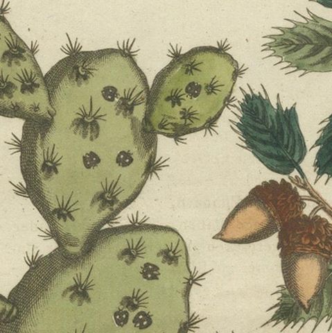 Cochineal Cactus and Kermes Oak: Hand-Colored Engraving from 1798, close-up 5