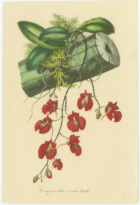 Vibrant Botanical Chromolithographs: A Showcase of Exotic Blooms, 1875, view 2