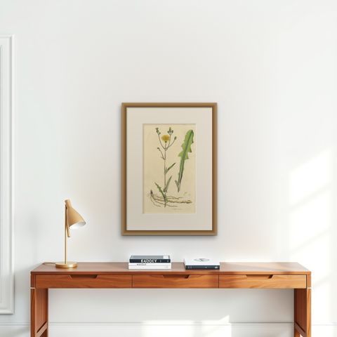 Antique Botany Print of the Sonchus Arvensis by Curtis, circa 1817, shown framed on a wall, true to size