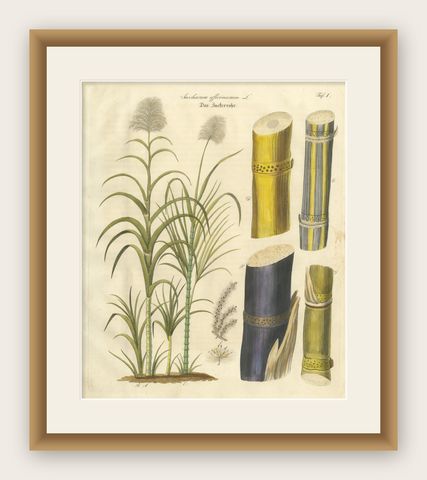 Antique Sugarcane Botanical Print, Saccharum officinarum, Hand Colored, c.1831, shown framed