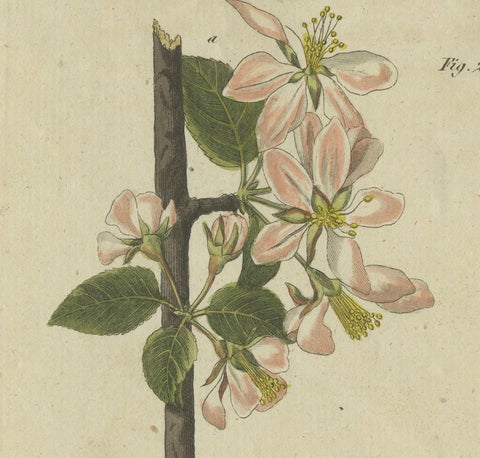 Blossoms and Fruits: Apple and Pear Trees Illustrated in an 1805 Engraving, close-up 1
