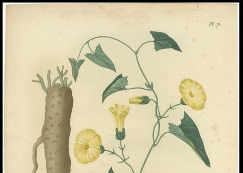 Antique Botanical Print of Convolvulus Scammonia, or Scammony, ca.1821, close-up 2