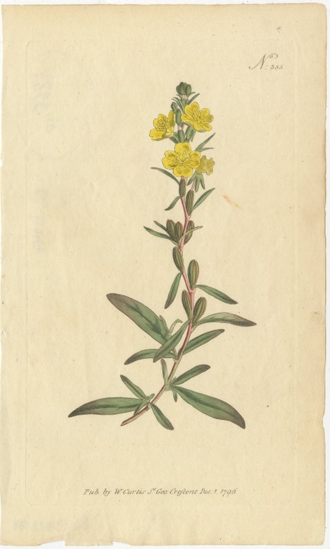 Botanical Engraving of Yellow Loosestrife (Lysimachia), Rare 1796 Floral Print, view 2