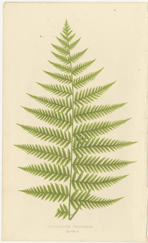 Antique Botanical Fern Lithographs by E.J. Lowe, Set of 6, Published in 1856, view 3