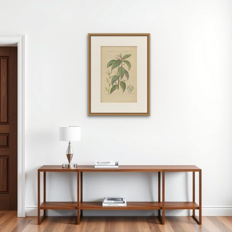 Antique Botany Print of a Caperonia Species, 'circa 1730', shown framed on a wall, true to size