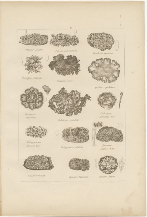 Antique Lichen Prints Set of 6, German Botanical Lithographs 1874, view 8