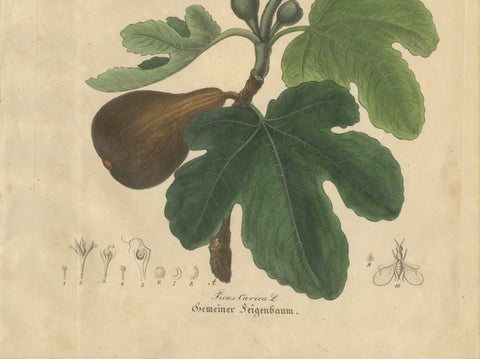 Antique Fig Botanical Print, Ficus Carica, Hand Colored, c.1831, close-up 3