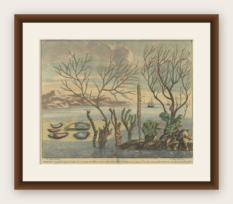 Colored Antique Print of various Water Plants including Coral in Southeast Asia, shown framed