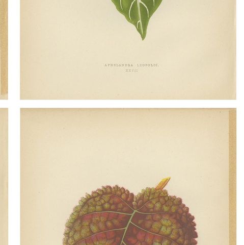 Set of 6 Botany Prints, Gesnera Cinnabarina, Dracaena Perrea (1891), close-up 2
