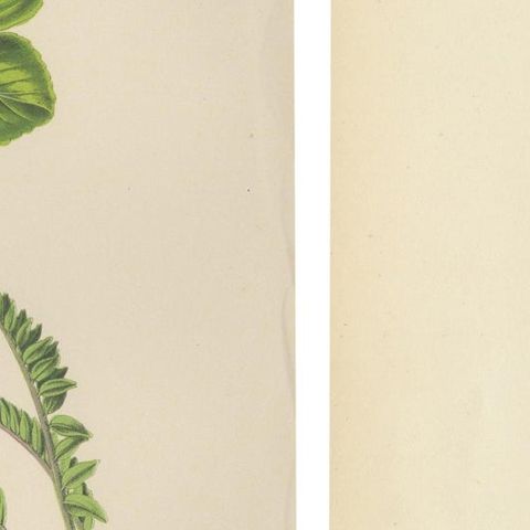 Alpine Botanical Lithograph Pair of Wintergreen and Primrose, 1874, close-up 2