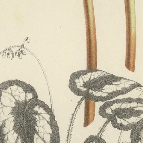 Botanical Illustration of Begonia Rex with Flowers, 1854-1855 Lithograph Print, close-up 5