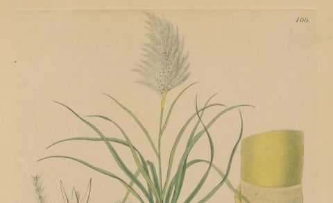 Antique Sugarcane Botanical Print, Saccharum officinarum, Hayne, ca.1820, close-up 3