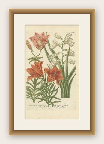 Botanical Elegance: Antique Engravings from Johann Weinmann's Masterpiece, 1748, shown framed