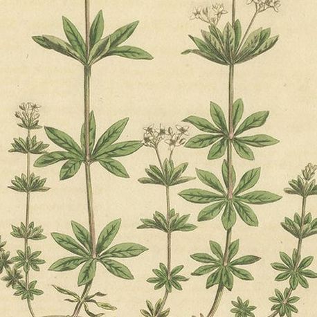 Antique Botany Print of Galium Odoratum by Curtis, circa 1817, close-up 2