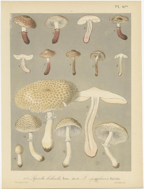 Set of 6 Antique Mycology Prints of Various Fungi by Barla, circa 1890, view 4